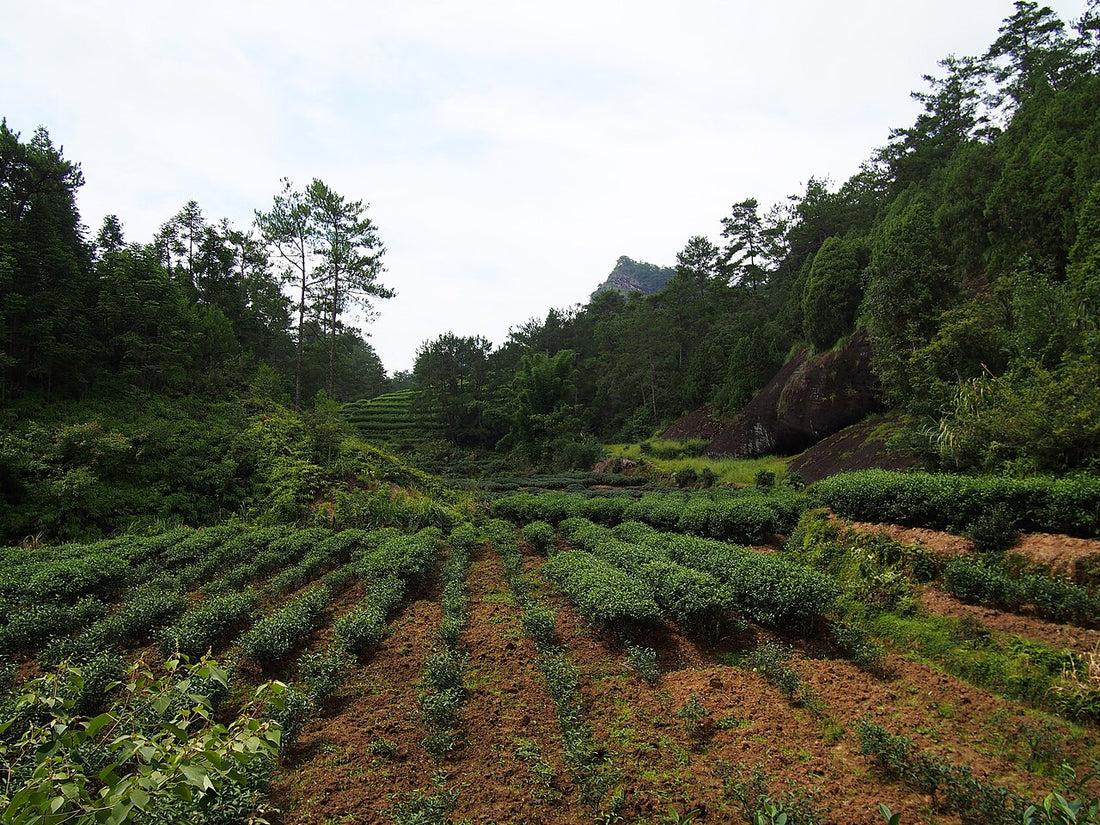 Rows of tea bushes between wooded slopes and exposed rock in Wuyi