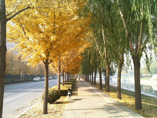 Autumn foliage beside the Xiba River in Beijing