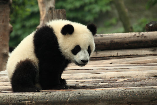 Giant panda resting among bamboo at Chengdu Research Base of Giant Panda Breeding