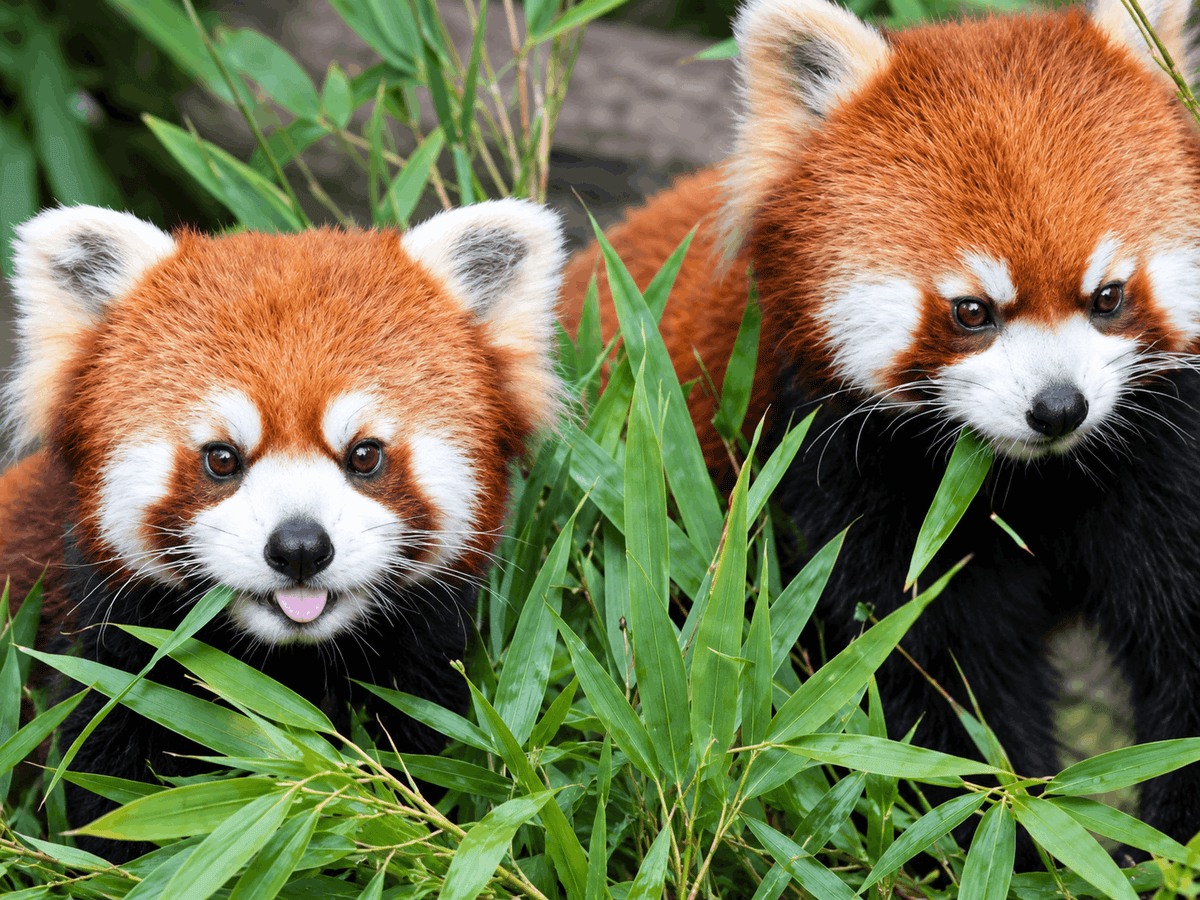 Chengdu Slow Life Journey
